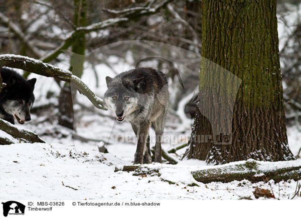 Timberwolf / greywolf / MBS-03626
