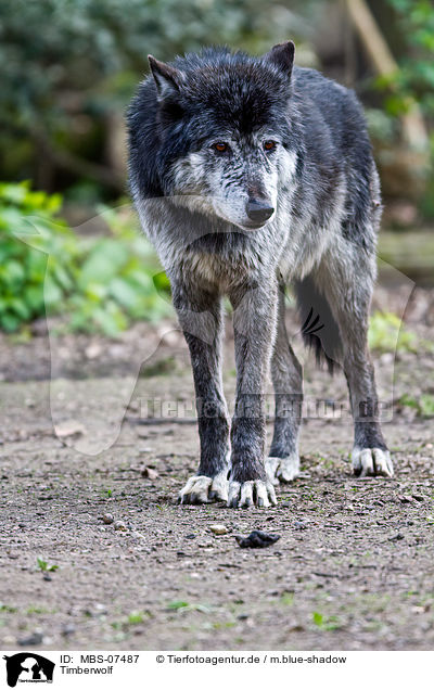 Timberwolf / greywolf / MBS-07487