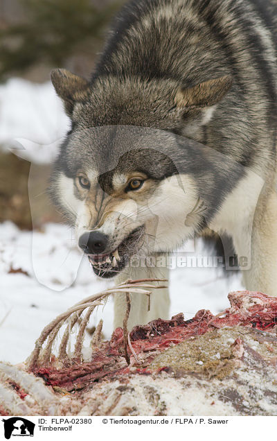 Timberwolf / Eastern timber wolf / FLPA-02380