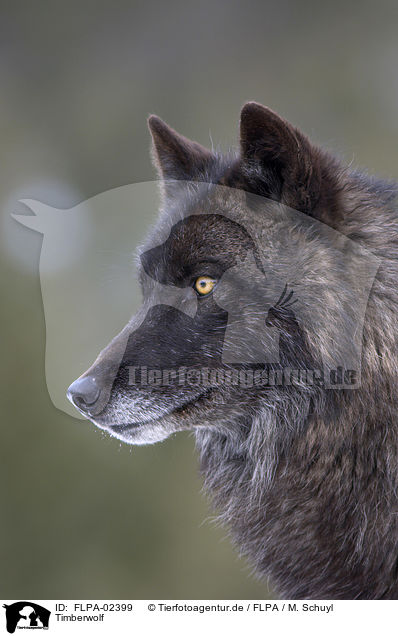 Timberwolf / FLPA-02399