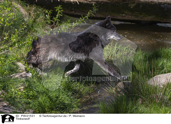 Timberwolf / PW-01531