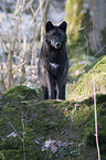 stehender Timberwolf