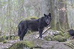 stehender Timberwolf
