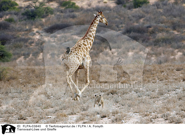 Transvaal-Lwe und Giraffe / Transvaal lion and giraffe / FLPA-03840