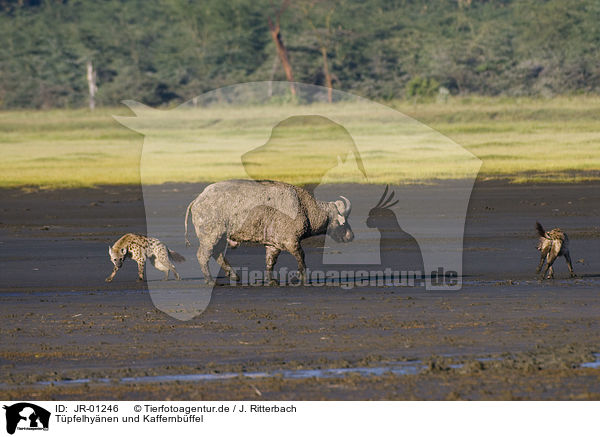 Tpfelhynen und Kaffernbffel / spotted hyenas and cape buffalo / JR-01246