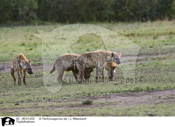Tpfelhynen / spotted hyenas / JR-01255
