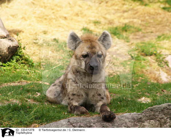 Tpfelhyne / spotted hyena / CD-01278