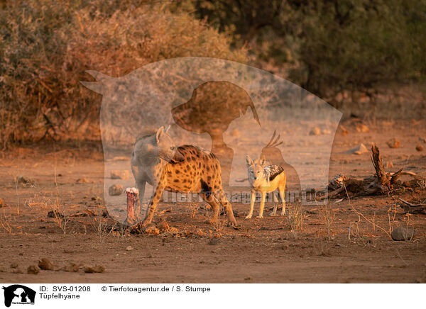 Tpfelhyne / spotted hyena / SVS-01208