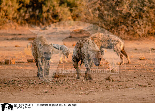 Tpfelhynen / spotted hyenas / SVS-01211