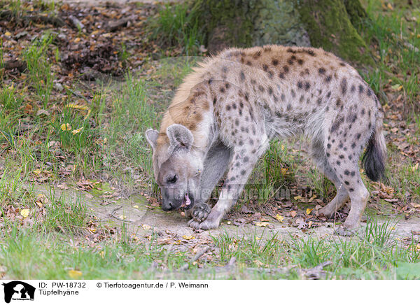 Tpfelhyne / spotted hyena / PW-18732