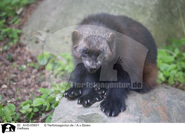 Vielfrass / wolverine / AVD-05601