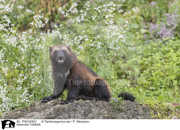 sitzender Vielfra / sitting wolverine / PW-02951