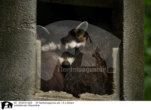 schlafender Waschbr / sleeping raccoon / AVD-01325