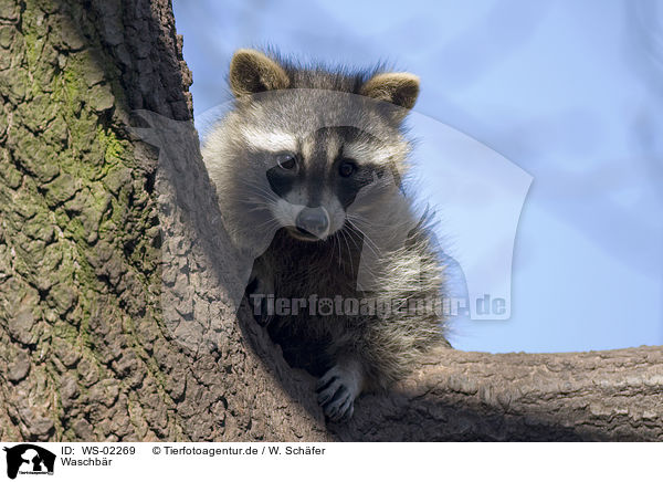 Waschbr / raccoon / WS-02269