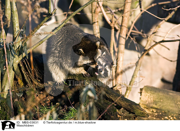 Waschbren / raccoons / MBS-03631