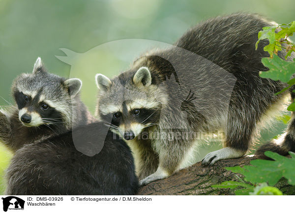 Waschbren / northern raccoons / DMS-03926