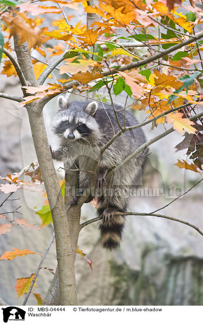 Waschbr / northern raccoon / MBS-04444