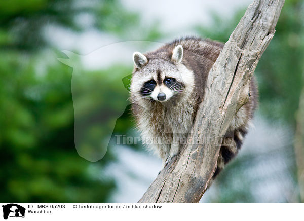 Waschbr / northern raccoon / MBS-05203