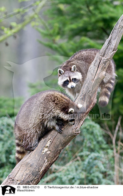 Waschbren / northern raccoons / MBS-05210