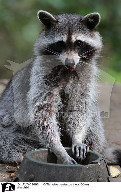 Waschbr / northern raccoon / AVD-03660