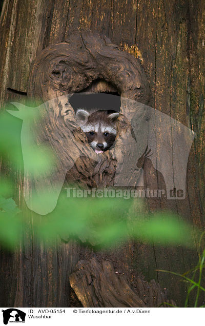 Waschbr / northern raccoon / AVD-05154