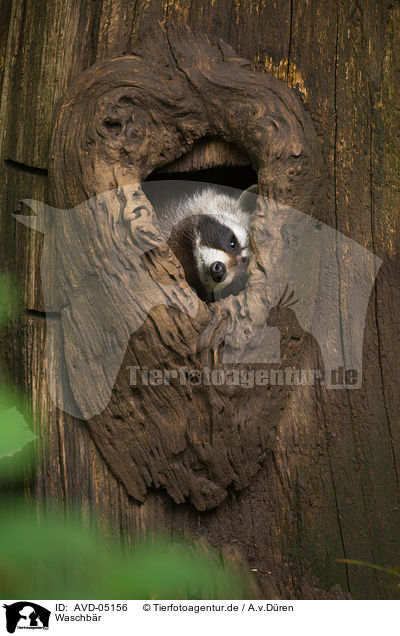 Waschbr / northern raccoon / AVD-05156