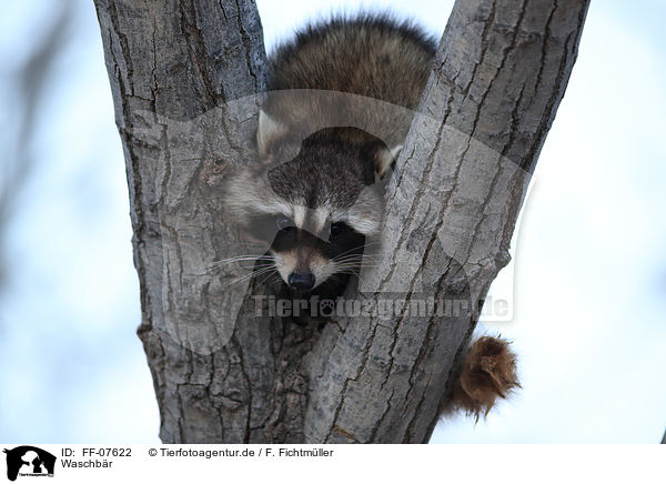 Waschbr / northern raccoon / FF-07622
