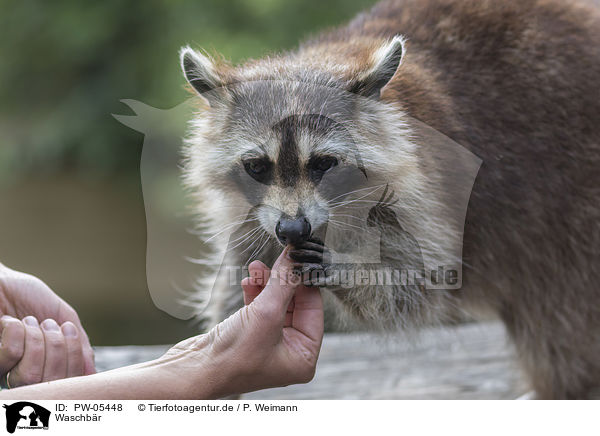 Waschbr / raccoon / PW-05448