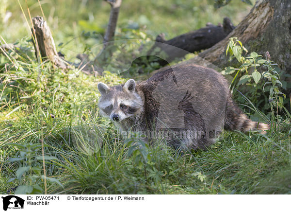 Waschbr / raccoon / PW-05471
