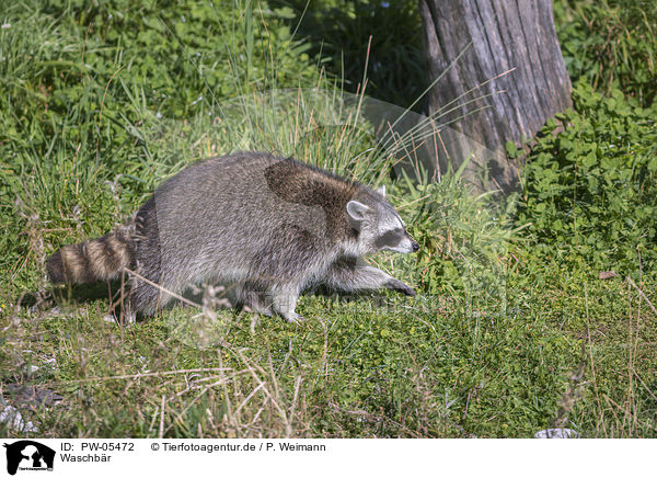 Waschbr / raccoon / PW-05472