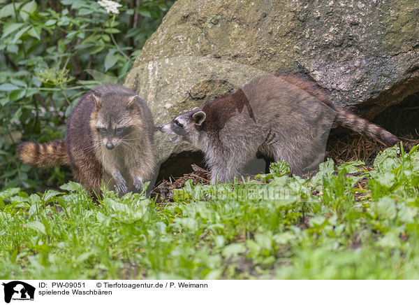 spielende Waschbren / playing Raccoons / PW-09051