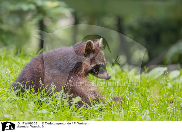 sitzender Waschbr / sitting Raccoon / PW-09069