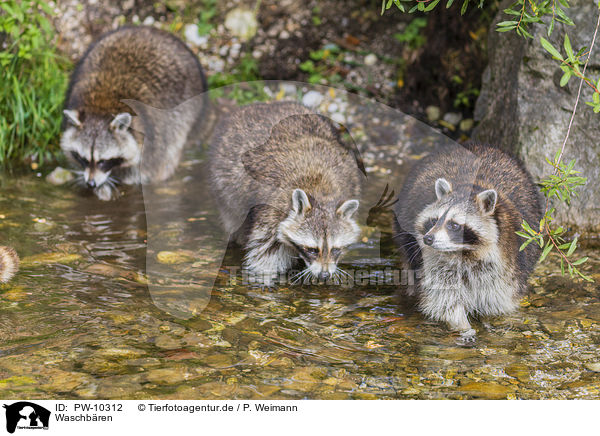 Waschbren / raccoons / PW-10312