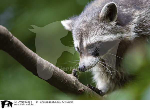 Waschbr auf Ast / Raccoon on branch / AVD-07281