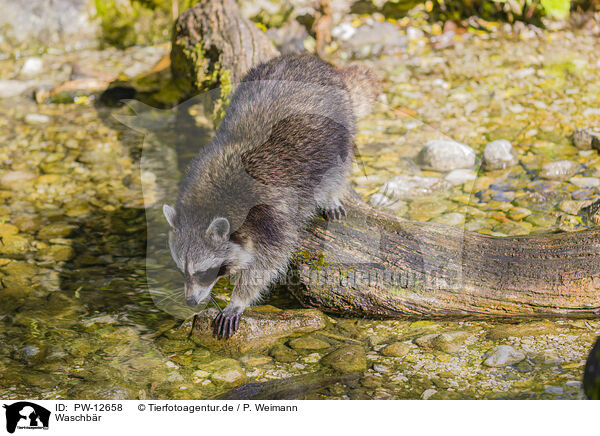 Waschbr / northern raccoon / PW-12658