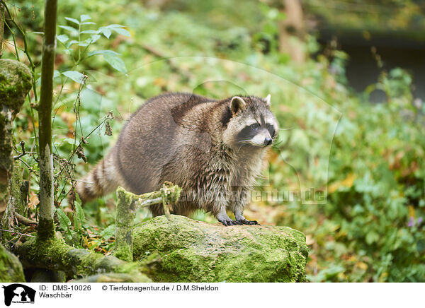 Waschbr / northern raccoon / DMS-10026