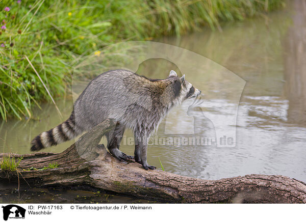 Waschbr / northern raccoon / PW-17163