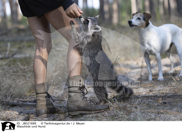 Waschbr und Hund / Raccoon and dog / JM-21886