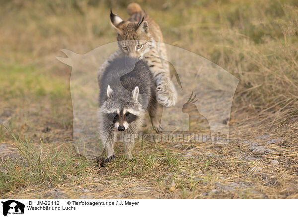 Waschbr und Luchs / Raccoon and Lynx / JM-22112