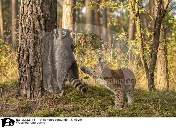 Waschbr und Luchs / Raccoon and Lynx / JM-22114