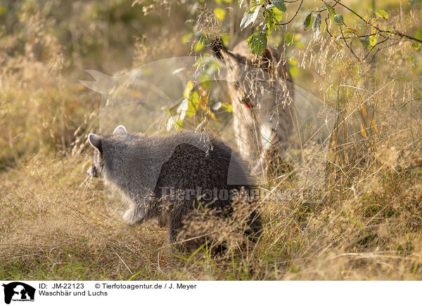 Waschbr und Luchs / Raccoon and Lynx / JM-22123