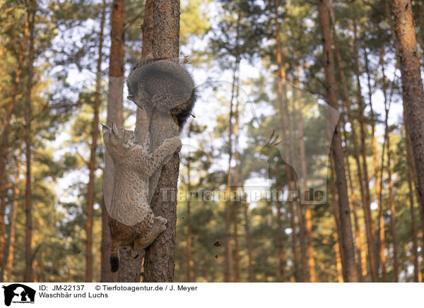 Waschbr und Luchs / Raccoon and Lynx / JM-22137