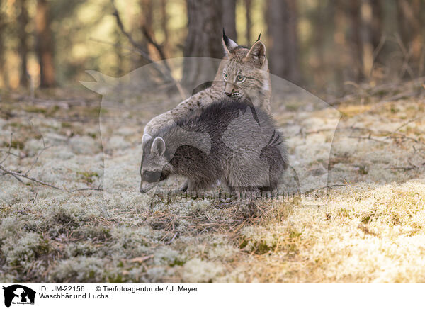 Waschbr und Luchs / Raccoon and Lynx / JM-22156