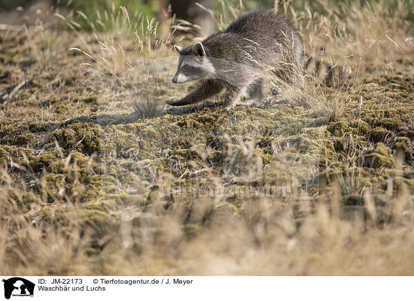 Waschbr und Luchs / Raccoon and Lynx / JM-22173