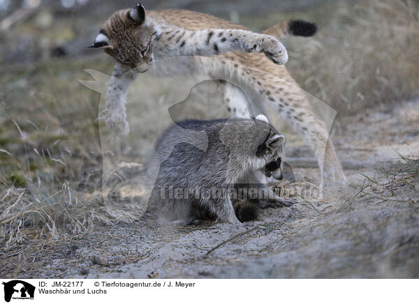 Waschbr und Luchs / Raccoon and Lynx / JM-22177