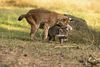 Waschbr und Luchs