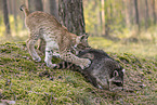 Waschbr und Luchs