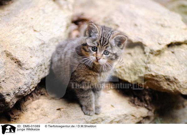 junge Wildkatze / DMS-01089