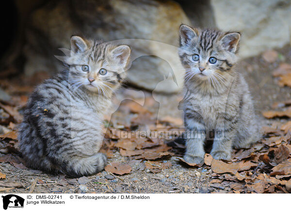 Dms Junge Wildkatzen Bilder Stockbilder Kaufen Professionell Wilde Tierbabys Sonderthemen Angebote Tierfotoagentur Bildagentur Mit Spezialisierung Auf Tierbilder Und Tierfotos