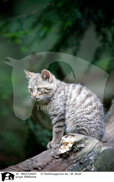 junge Wildkatze / young wildcat / MAZ-02663